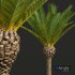 New Plant High detail Phoenix Canariensis Decorative Garden - Thumbnail 2