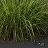 HQ Plants Carex Elata Aurea Grass Version2 - Thumbnail 2