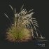 HQ Plants Calamagrostis Acutiflora Karl Foerster Version2 - Thumbnail 2