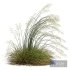 HQ Plants Stipa arundinacea Sweet Grass Windy - Thumbnail 6