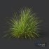 Plants Carex Elata Aurea Grass - Thumbnail 3