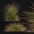 HQ Plants Stipa arundinacea Anemanthele lessoniana - Thumbnail 3