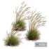 Plants Calamagrostis Acutiflora Karl Foerster Windy - Thumbnail 4