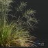 Plants Stipa arundinacea Sweet Grass - Thumbnail 3