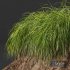 Plants Carex Elata Aurea Grass Version3 - Thumbnail 4
