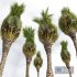 New Plant High detail Phoenix Canariensis Washingtonia Robusta - Thumbnail 5