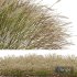 Plants Calamagrostis Acutiflora Karl Foerster Wide - Thumbnail 3