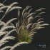 Plants Calamagrostis Acutiflora Karl Foerster V3 Windy - Thumbnail 4