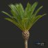 New Plant High detail Phoenix Canariensis Decorative Garden - Thumbnail 4