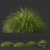 Plants Carex Elata Aurea Grass Version4 - Thumbnail 3