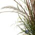 HQ Plants Calamagrostis Acutiflora Karl Foerster Version3 - Thumbnail 3