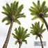 New Plant High detail Phoenix Canariensis Decorative Garden - Thumbnail 5