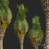 New Plant High detail Phoenix Canariensis Washingtonia Robusta - Thumbnail 4
