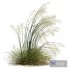 HQ Plants Stipa arundinacea Sweet Grass Windy - Thumbnail 5
