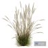 HQ Plants Calamagrostis Acutiflora Karl Foerster Version3 - Thumbnail 5