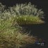 Plants Stipa arundinacea Sweet Grass Wide - Thumbnail 4