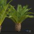 New Plant High detail Phoenix Canariensis Decorative Garden Small - Thumbnail 4