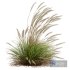 Plants Calamagrostis Acutiflora Karl Foerster Windy - Thumbnail 5
