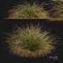 HQ Plants Stipa arundinacea Anemanthele lessoniana - Thumbnail 5