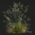 Plants Stipa arundinacea Sweet Grass - Thumbnail 4