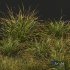 HQ Plants Stipa arundinacea Anemanthele lessoniana Little - Thumbnail 4