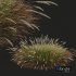 Plants Calamagrostis Acutiflora Karl Foerster Wide - Thumbnail 4
