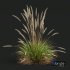 Plants Calamagrostis Acutiflora Karl Foerster - Thumbnail 4
