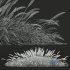 Plants Calamagrostis Acutiflora Karl Foerster Wide - Thumbnail 5