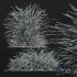 HQ Plants Stipa arundinacea Anemanthele lessoniana - Thumbnail 4