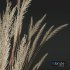 Plants Calamagrostis Acutiflora Karl Foerster - Thumbnail 5
