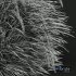 HQ Plants Calamagrostis Acutiflora Karl Foerster Version2 - Thumbnail 5