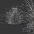 Plants Carex Elata Aurea Grass - Thumbnail 5
