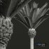 New Plant High detail Phoenix Canariensis Decorative Garden - Thumbnail 3