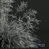 Plants Stipa arundinacea Sweet Grass - Thumbnail 5