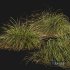HQ Plants Stipa arundinacea Anemanthele lessoniana Windy - Thumbnail 3
