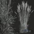 HQ Plants Calamagrostis Acutiflora Karl Foerster Version3 - Thumbnail 4