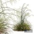 HQ Plants Stipa arundinacea Sweet Grass Windy - Thumbnail 3