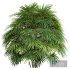 Rhapis Excelsa Bush 9 different bush - Thumbnail 7
