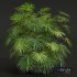 Rhapis Excelsa Bush 9 different bush - Thumbnail 5