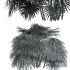 Rhapis Excelsa Bush 9 different bush - Thumbnail 6