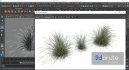 Plants Carex Elata Aurea Grass - Thumbnail 6