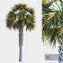 Palm Tree Set 03 - Thumbnail 1