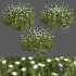 3 Daisy White Flower Bush Plants Set 01 - Thumbnail 1