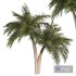 Palm Tree Set 02 - Thumbnail 1