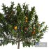 Orange Tree With Fruit 01 - Thumbnail 2