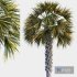 Palm Tree Set 03 - Thumbnail 2