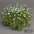 3 Daisy White Flower Bush Plants Set 01 - Thumbnail 2
