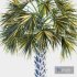 Palm Tree Set 03 - Thumbnail 3
