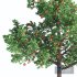 Apple Tree With Red Apple Fruit - Thumbnail 3