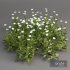 3 Daisy White Flower Bush Plants Set 01 - Thumbnail 3